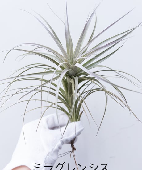 モンステラ斑入り　村長の直売所 村長の直売所 – Plants Navi