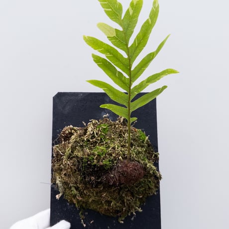 CATEGORY Plants | 村長の直売所
