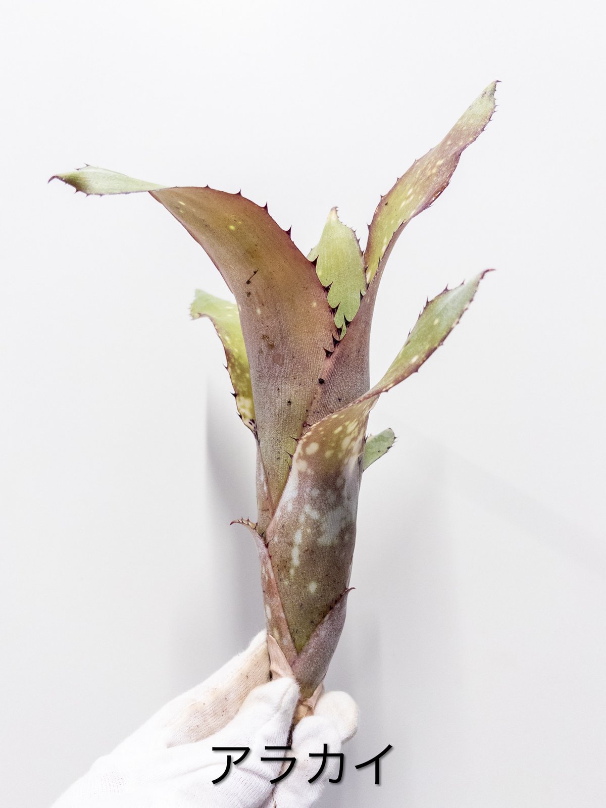 1】ビルベルギア アラカイ Alakai | 村長の直売所