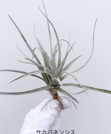 CATEGORY Plants | 村長の直売所