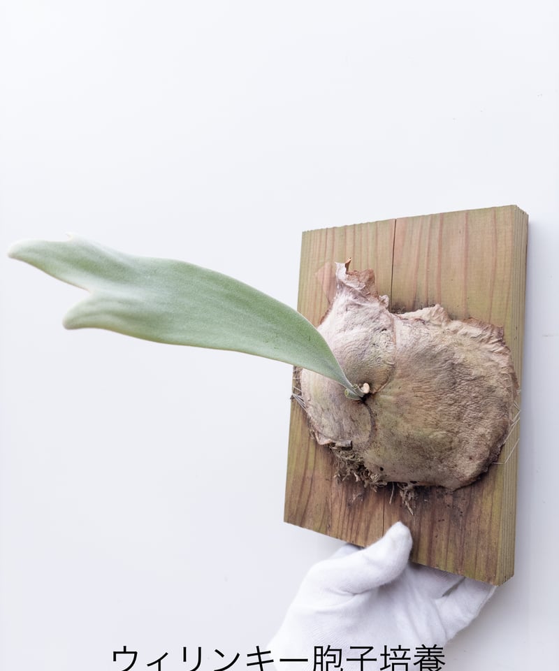 も】ビカクシダ ウィリンキー 胞子培養 | 村長の直売所