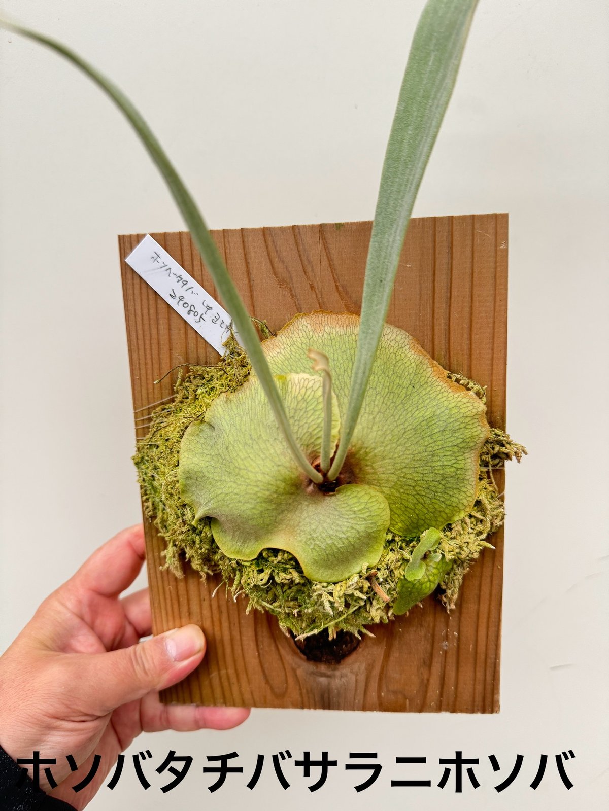 な】ビカクシダ ホソバタチバサラニホソバ | 村長の直売所