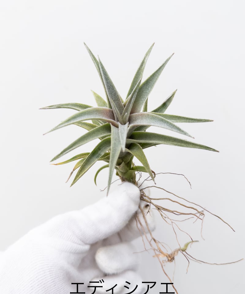も】ティランジア エディシアエ edithae | 村長の直売所