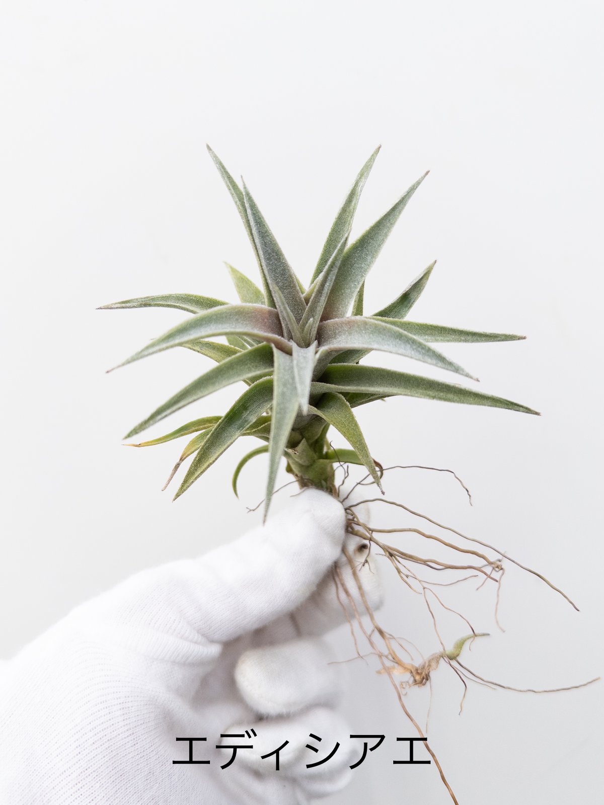 も】ティランジア エディシアエ edithae | 村長の直売所