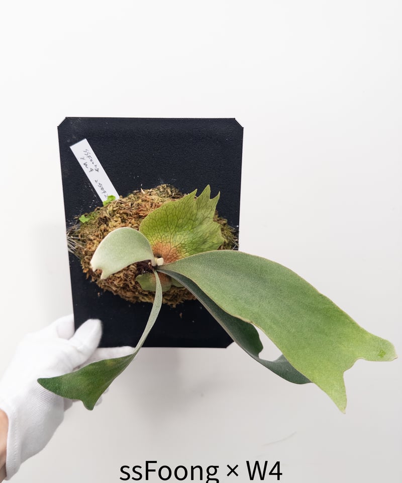 め】ビカクシダ 胞子培養 （ ssFoongxW4） PBP | 村長の直売所