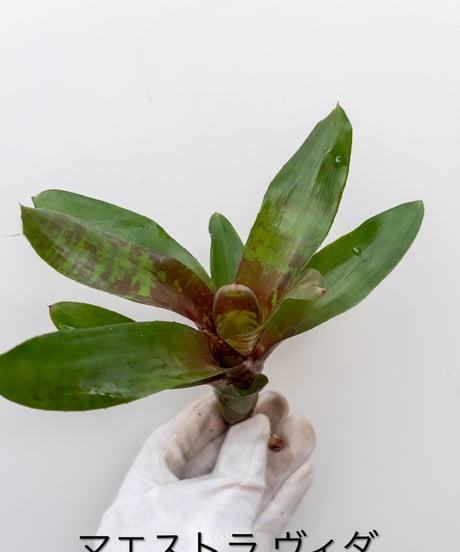 CATEGORY Plants | 村長の直売所