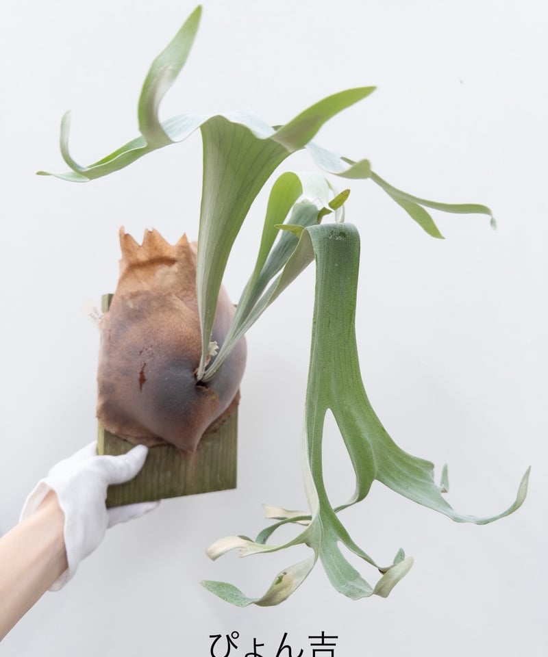 て】ビカクシダ ぴょん吉 大 □黒ラベル□◇送料高い◇ | 村長の直売所