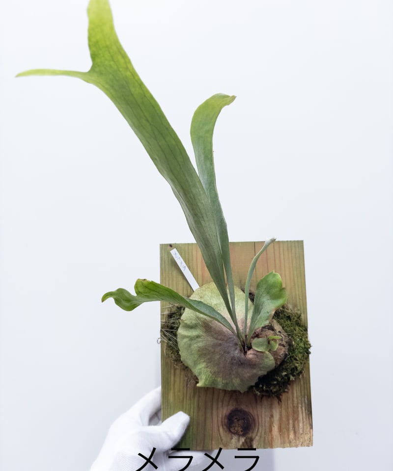 き】ビカクシダ メラメラ 杉板付 | 村長の直売所