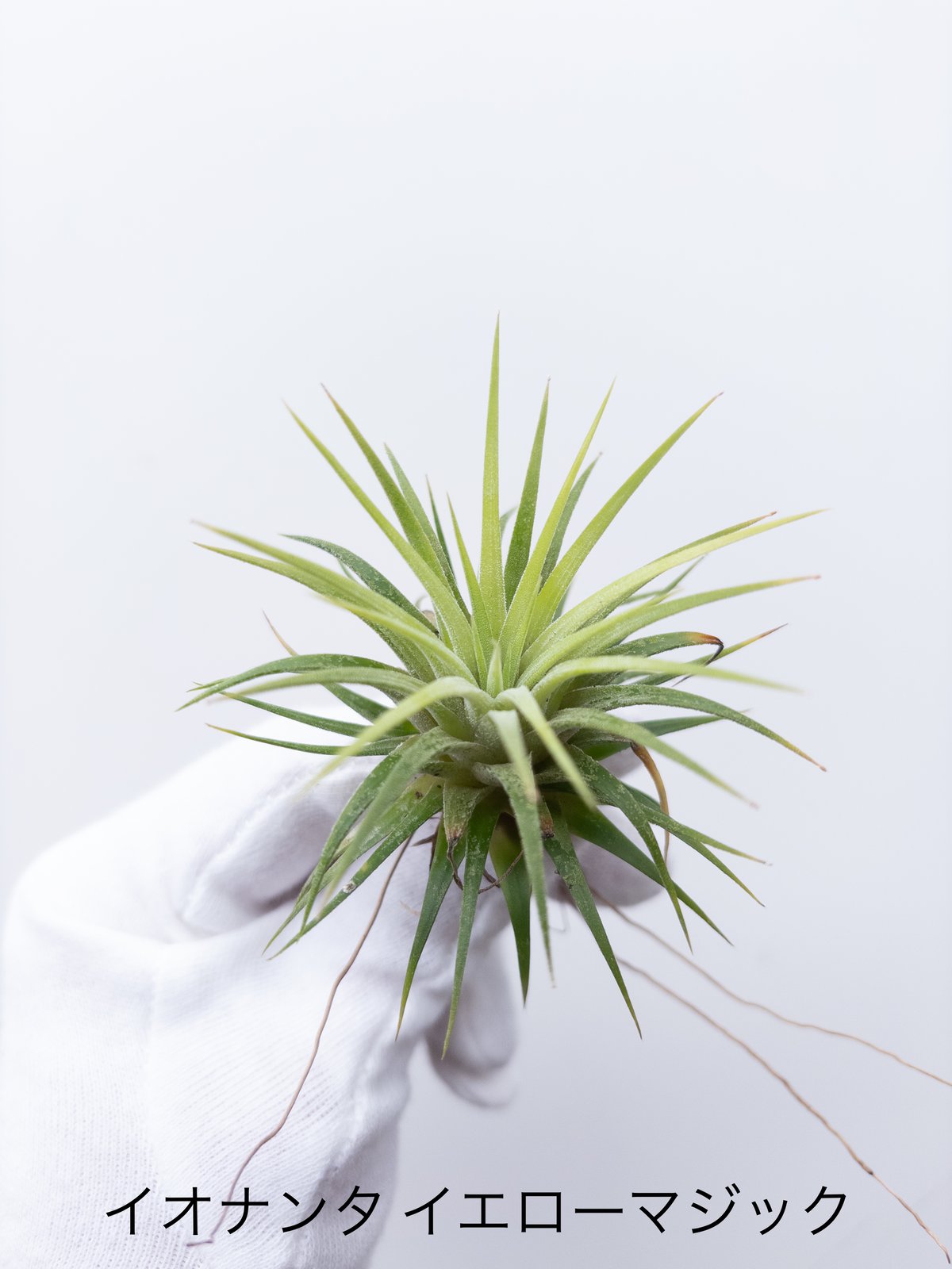 G】ティランジア イオナンタ イエローマジック ionantha Yellow Magic