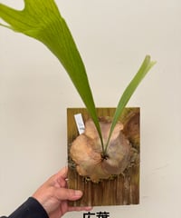 て】ホヘンベルギア カティンガエ | 村長の直売所