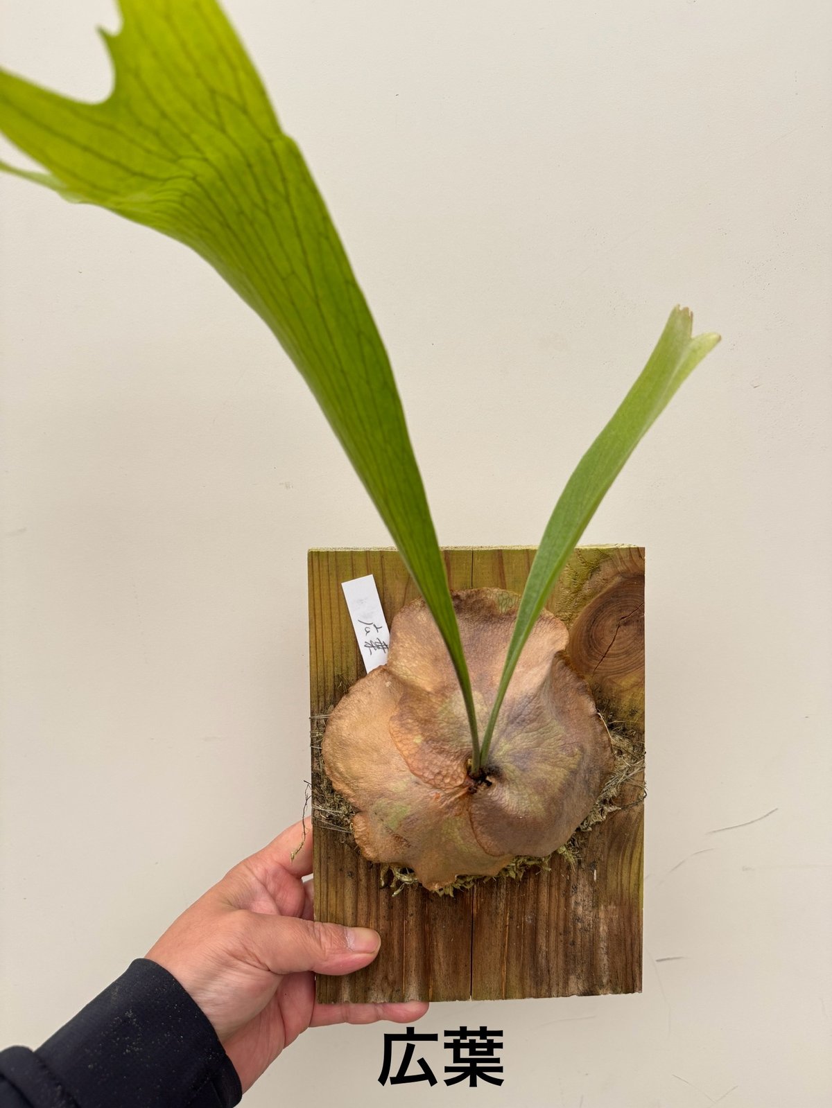 ひ】ビカクシダ 広葉 | 村長の直売所