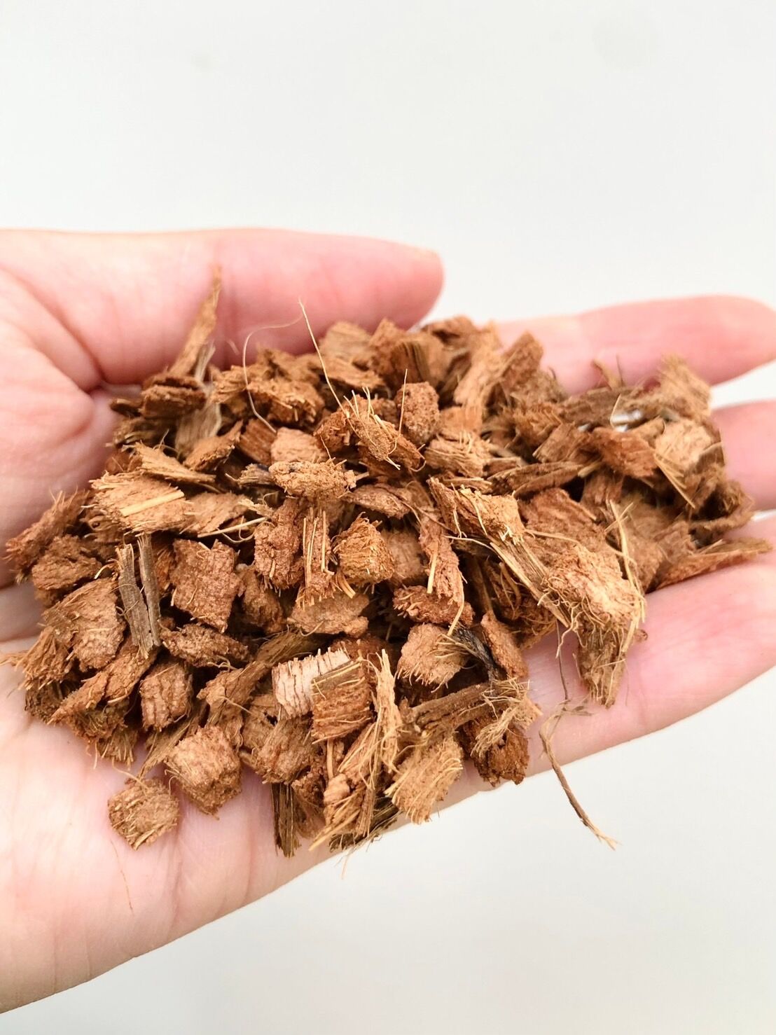 紅キーツ　8号　不織布苗　実付き 紅キーツ 8号 不織布苗 実付き 紅キーツ 8号 不織布苗 実付き 果樹