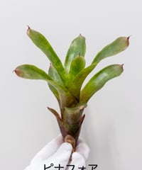 B】ビカクシダ 広葉 ※送料高い | 村長の直売所