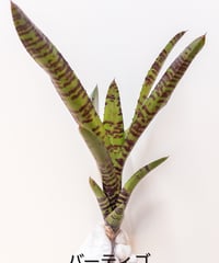 ゆ】ビカクシダ モリフィー2(仮名) | 村長の直売所