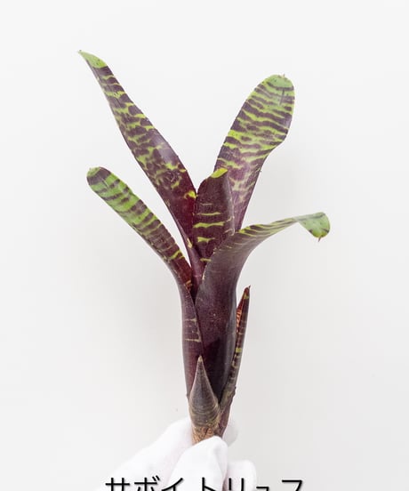 大株です！ ビカクシダ 『ウィリンキー』1番 【公式通販】