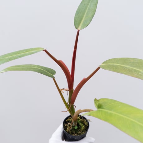 CATEGORY Plants | 村長の直売所