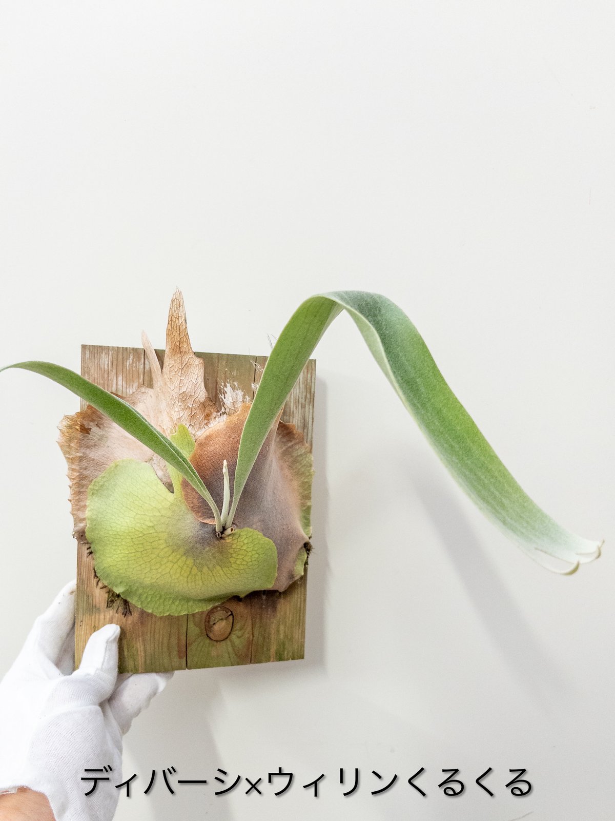 よ】ビカクシダ ディバーシフォリウムxウィリンくるくる 胞子培養