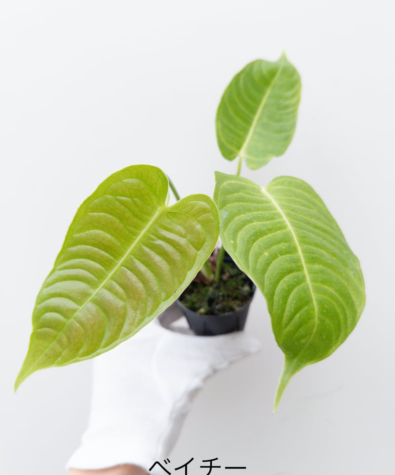 ●masaw● アンスリウムベイチー&アンスリウムドラヤキ　2点 ○masaw様 専用○ アンスリウムベイチー&アンスリウムドラヤキ 2点 12