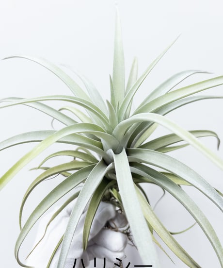 に*ぇ様 【希少】ティランジア・ロゼイフローラ☆村長の直売所# に*ぇ様 【希少】ティランジア・ロゼイフローラ☆村長の直売所# に*ぇ