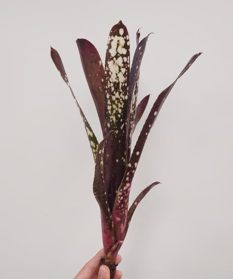 CATEGORY Plants | 村長の直売所