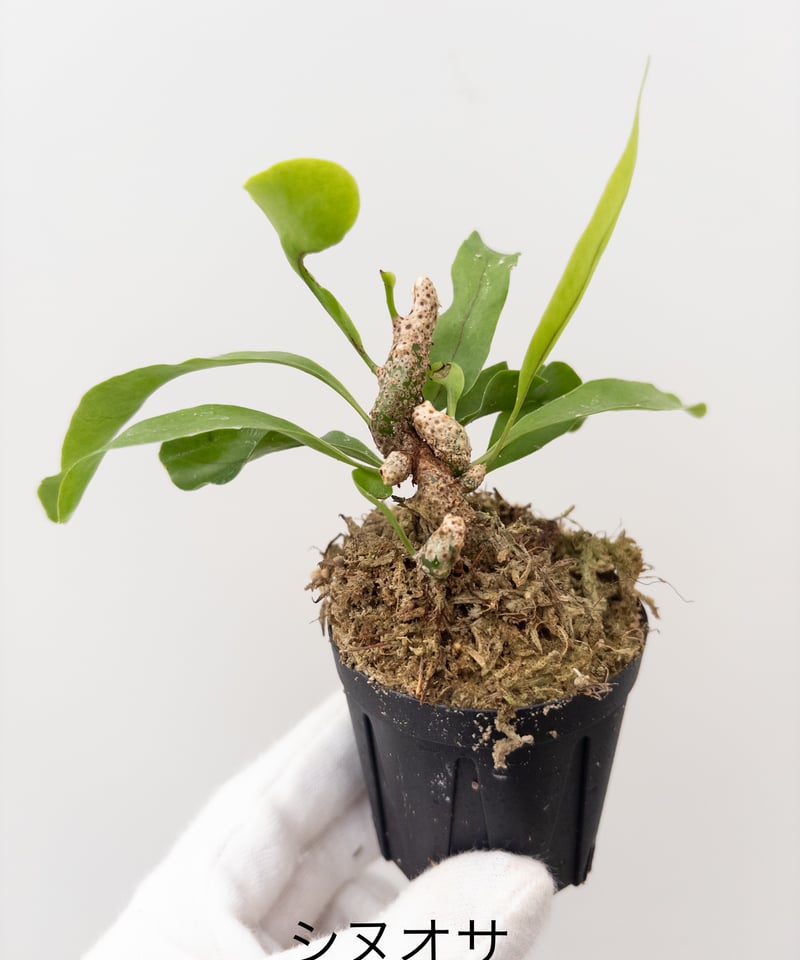 蟻植物　レカノプテリス　シヌオサ　sinuosa 3.5号　吊り鉢 蟻植物 レカノプテリス シヌオサ sinuosa 3.5号 吊り鉢 - メルカリ