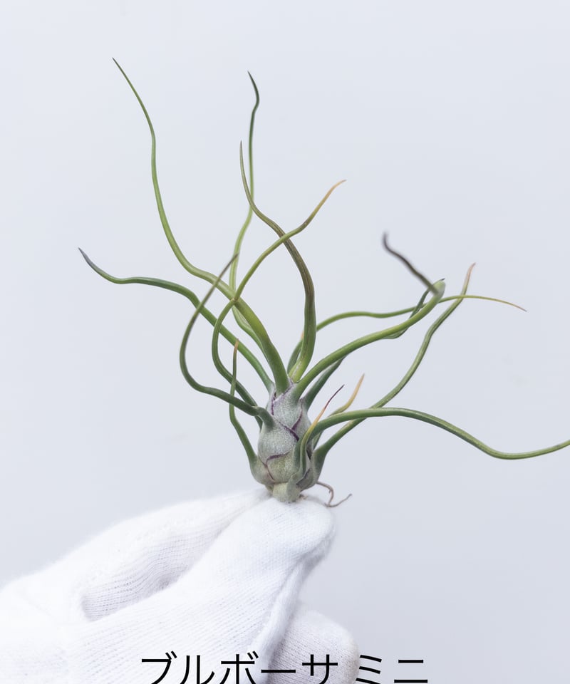 D】ティランジア bulbosa 'mini' ブルボーサ ミニ | 村長の直売所
