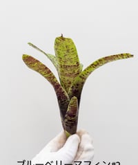 9】ビカクシダ モリフィー2（仮名） | 村長の直売所