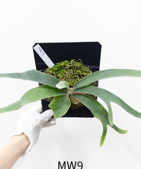 希少 ビカクシダ MW9 村長の直売所 コルク付け pup mw9 中株サイズ CATEGORY Plants | 村長の直売所