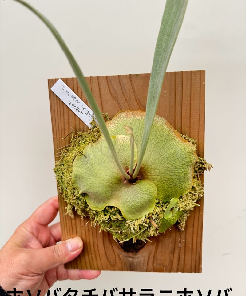 か】ビカクシダ ホソバタチバサラニホソバ | 村長の直売所