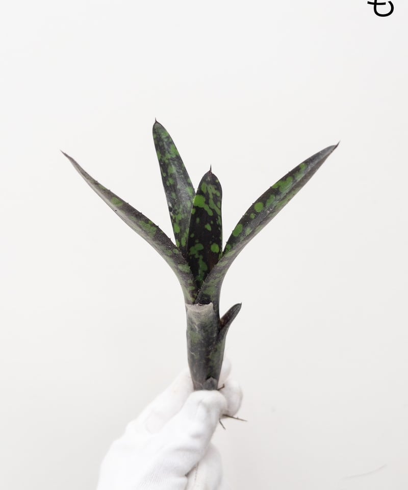 しれっとブラック】ネオレゲリア Nosferatu' ノスフェラトゥ | 村長の