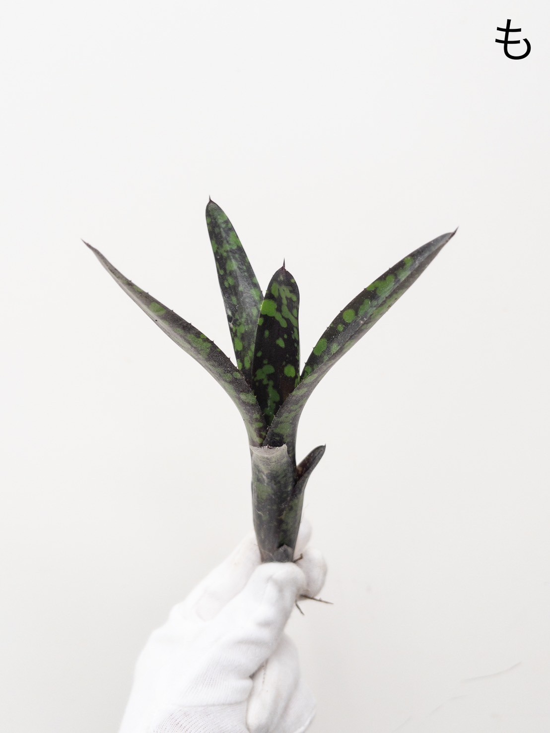 しれっとブラック】ネオレゲリア Nosferatu' ノスフェラトゥ | 村長の