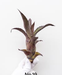 て】ホヘンベルギア カティンガエ | 村長の直売所