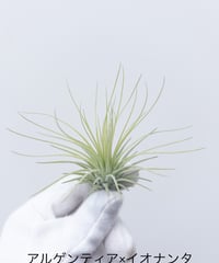 5】ビカクシダ MW9※送料高い | 村長の直売所