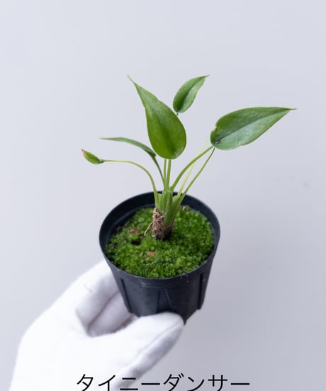 ビカクシダ MW9 タグ付き 村長の直売所 2025年最新】村長の直売所の