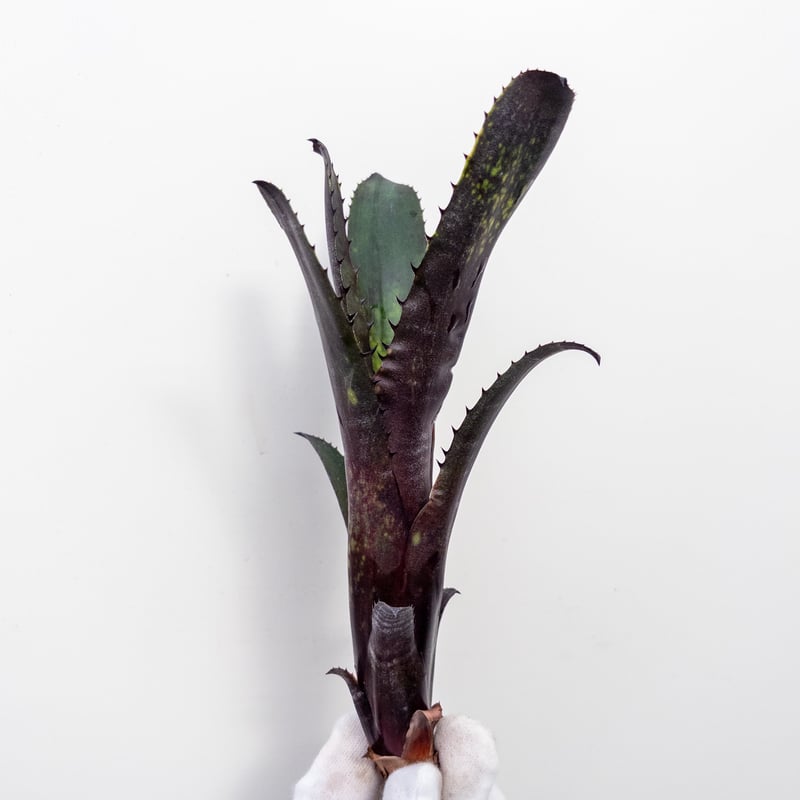 極上株ビルベルギア ダークプリンス Billbergia Dark Prince Y】ビルベルギア ダークプリンス 'Dark Prince' □黒ラベル□ ※カット