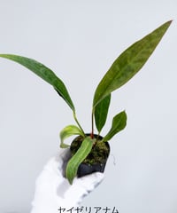 4】ビカクシダ MW10 (天狗) | 村長の直売所