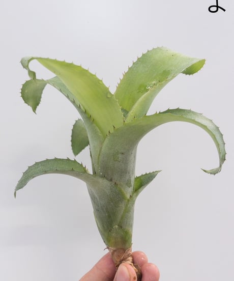 CATEGORY Plants | 村長の直売所