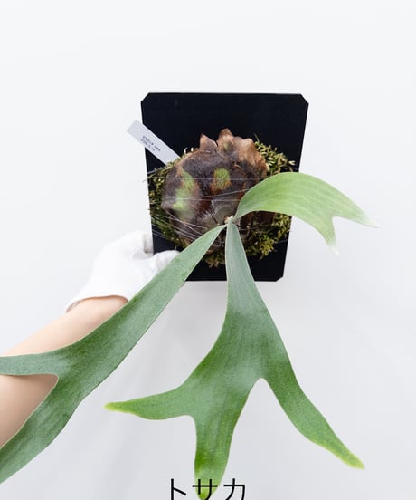 CATEGORY Plants | 村長の直売所