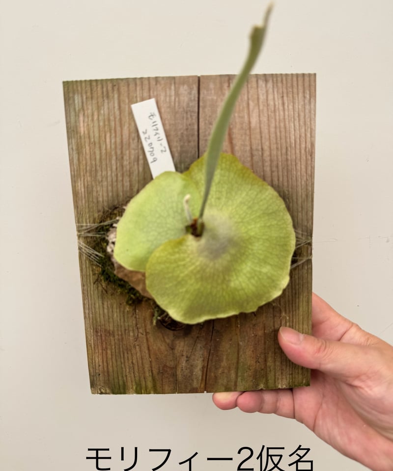 村長の直売所　ビカクシダ モリフィー2 仮名 村長の直売所 ビカクシダ モリフィー2 仮名 ビカクシダ モリフィー2