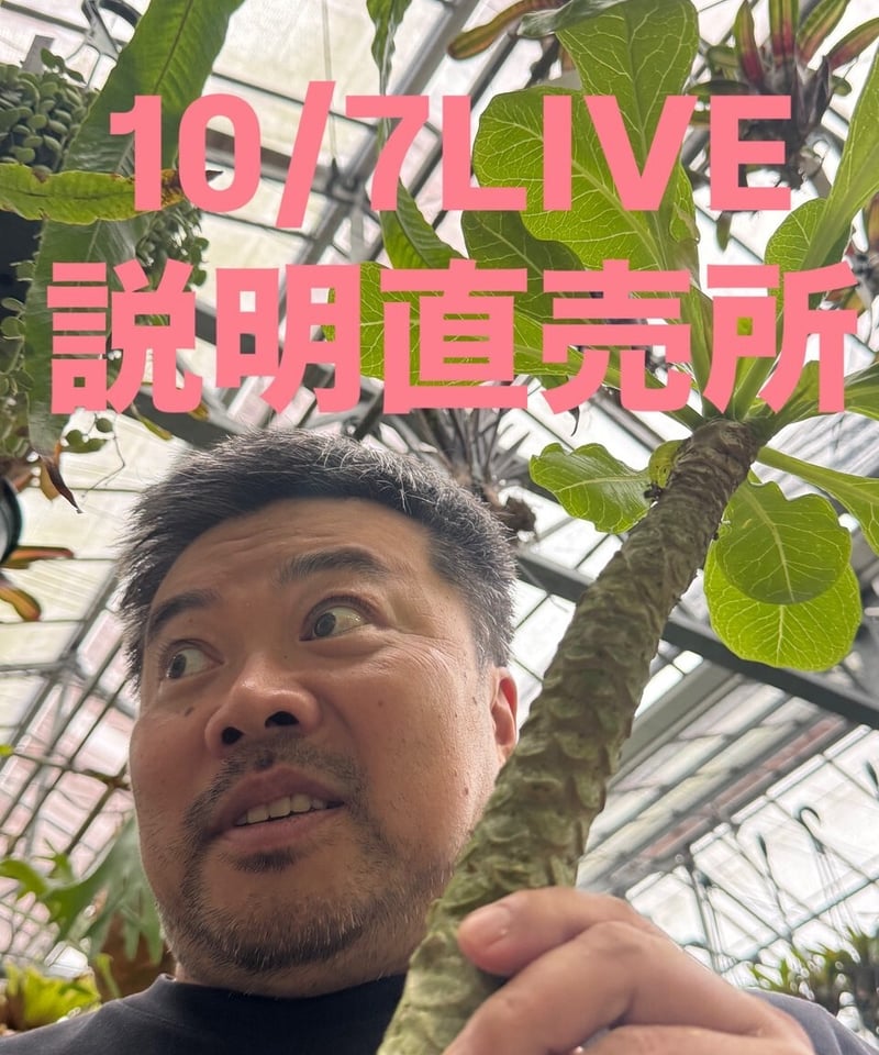 ビカクシダ モリフィー2 【公式通販】