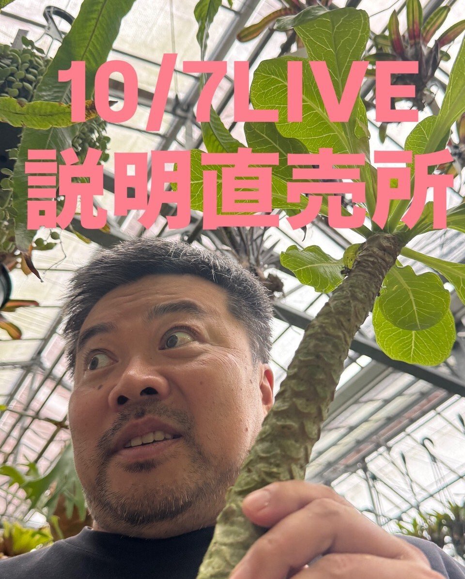 村長の直売所　ビカクシダ モリフィー2 仮名 村長の直売所 ビカクシダ モリフィー2 仮名