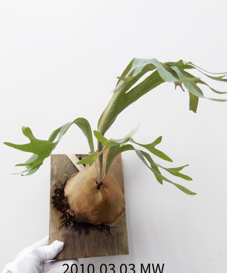 ビカクシダ MW9 タグ付き 村長の直売所 ビカクシダ MW9 タグ付き 村長の直売所 2025年最新】村長の直売所の