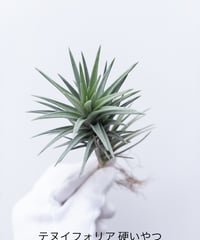 T】ティランジア ロゼイフローラ | 村長の直売所