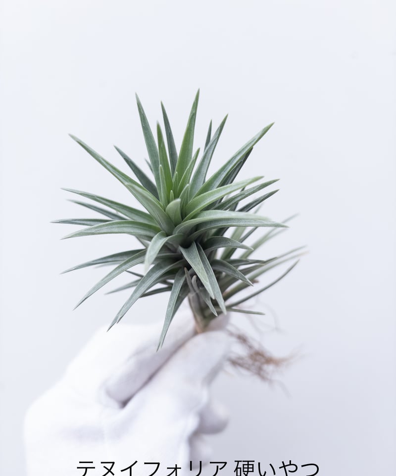 D】ティランジア tenuifolia硬いやつ | 村長の直売所