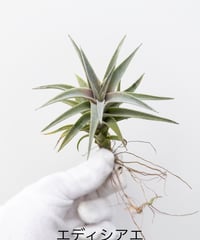 9】ビカクシダ モリフィー2（仮名） | 村長の直売所