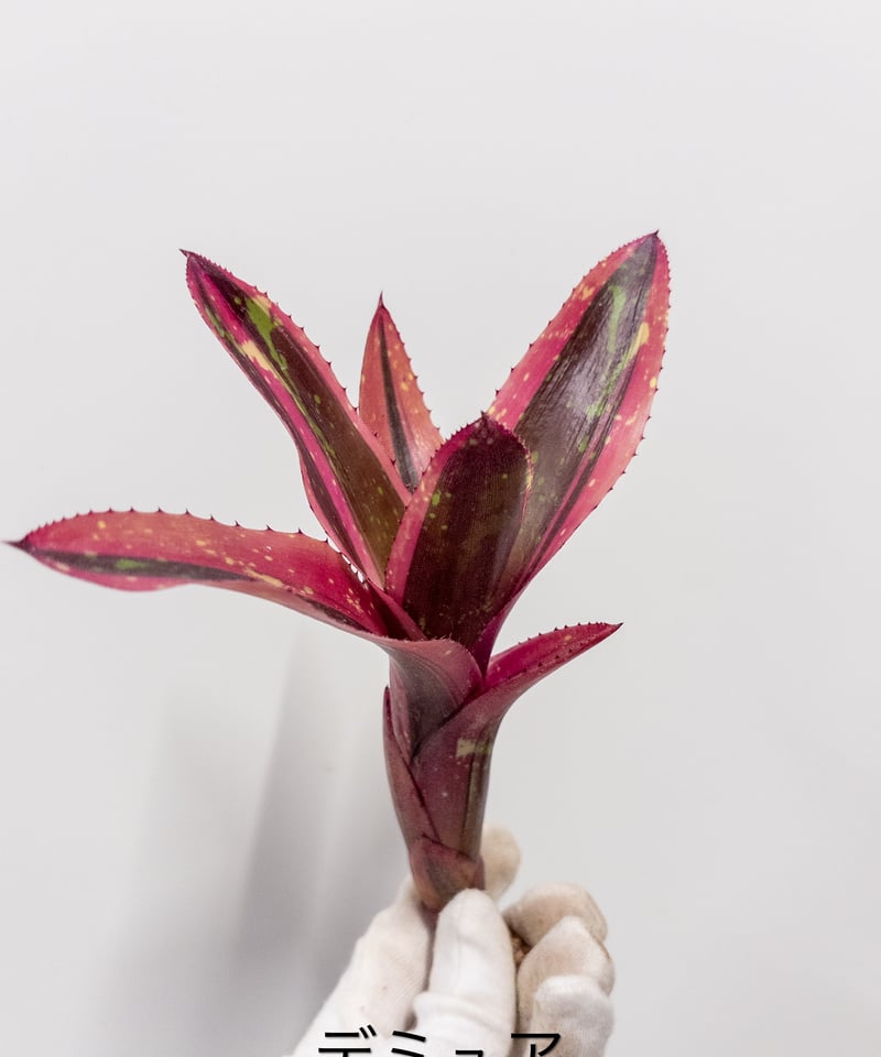 す】ネオレゲリア デミュア Demure | 村長の直売所