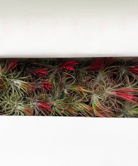 村長の直売所 ビカクシダ モリフィー2 仮名 村長の直売所 ビカクシダ