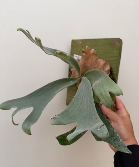 モンステラ斑入り　村長の直売所 村長の直売所