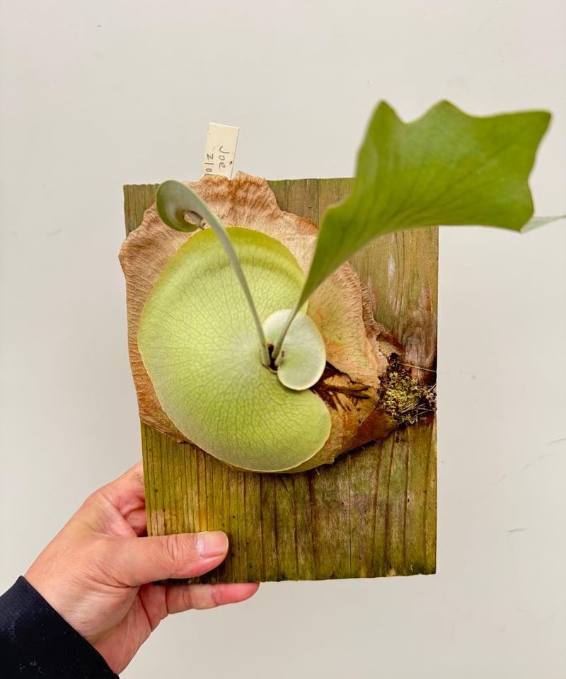 ふ】ビカクシダ Joe | 村長の直売所