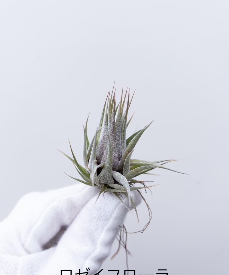 T】ティランジア ロゼイフローラ | 村長の直売所